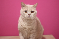 名前は『ジュピター』<br />
おとなしい甘えん坊の猫Chanです。<br />
室内で飼育をしていただける方<br />
生涯可愛がっていただける方<br />
ご連絡お待ちしております。