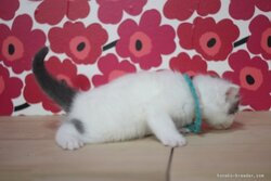 ♡2023年10月28日生まれマンチカン♂ブルータビー＆ホワイト<br />
長足の男の子です。<br />
生体価格　105,000円<br />
初回費用(ファーストワクチン代含む）15,000円<br />
毛色ブルータビー＆ホワイト<br />
引渡可能日　12月24日～