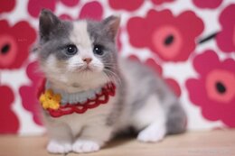 ♡2025年2月5日生まれマンチカン♀ダイリュートキャリコ<br />
短足の女の子です。<br />
生体価格　335,000円<br />
初回費用(ファーストワクチン代含む）15,000円<br />
毛色　ダイリュートキャリコ<br />
引渡可能日　4月3日～